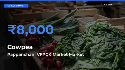 Pappanchani VFPCK Market Tops Cowpea Mandi Rates Today