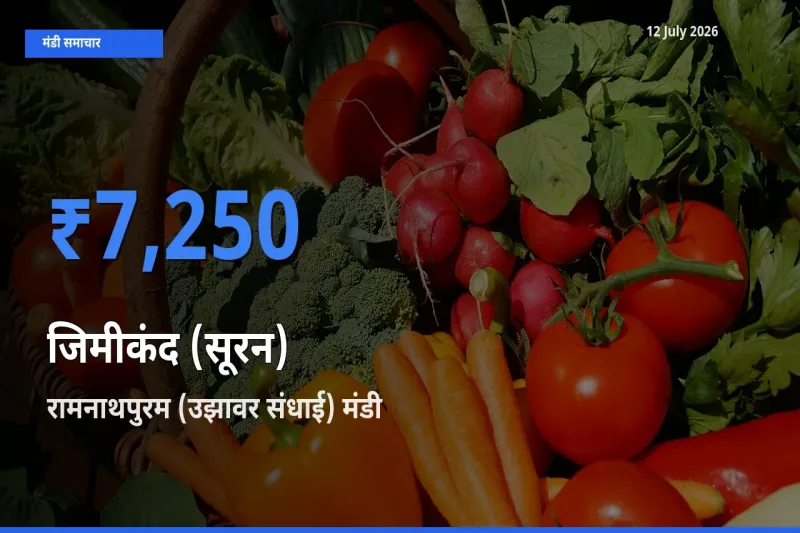 किसानों की पसंद बना रामनाथपुरम (उझावर संधाई), जिमीकंद (सूरन) के सबसे अच्छे दाम