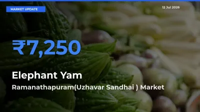 Ramanathapuram(Uzhavar Sandhai ) Records Highest ₹7,250 Rate for Elephant Yam