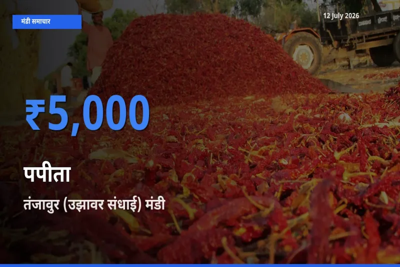 आज पपीता के सबसे ऊँचे दाम ₹5,000 तंजावुर (उझावर संधाई) मंडी में