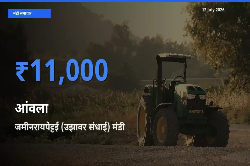 जमीनरायपेट्टई (उझावर संधाई) मंडी में आज आंवला के सबसे ऊँचे दाम दर्ज