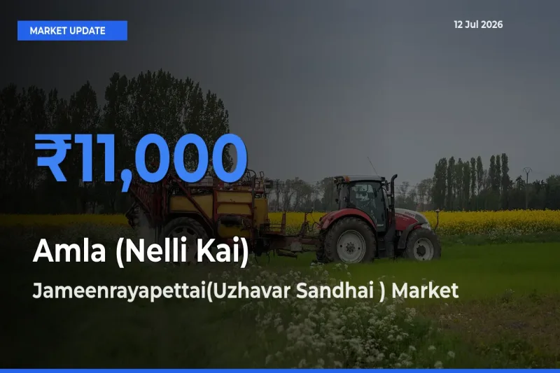 Market Watch: Jameenrayapettai(Uzhavar Sandhai ) Becomes Top Mandi for Amla (Nelli Kai)