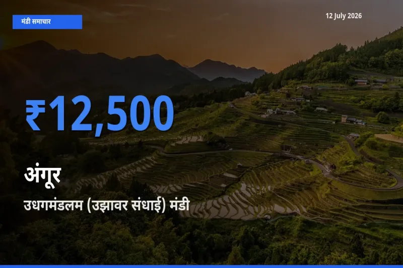 12 July अपडेट: अंगूर के सबसे ऊँचे दाम उधगमंडलम (उझावर संधाई) मंडी में