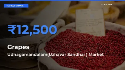 Grapes Mandi Rate Today: Udhagamandalam(Uzhavar Sandhai ) Tops the List