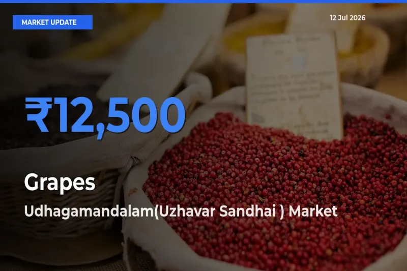 Grapes Mandi Rate Today: Udhagamandalam(Uzhavar Sandhai ) Tops the List