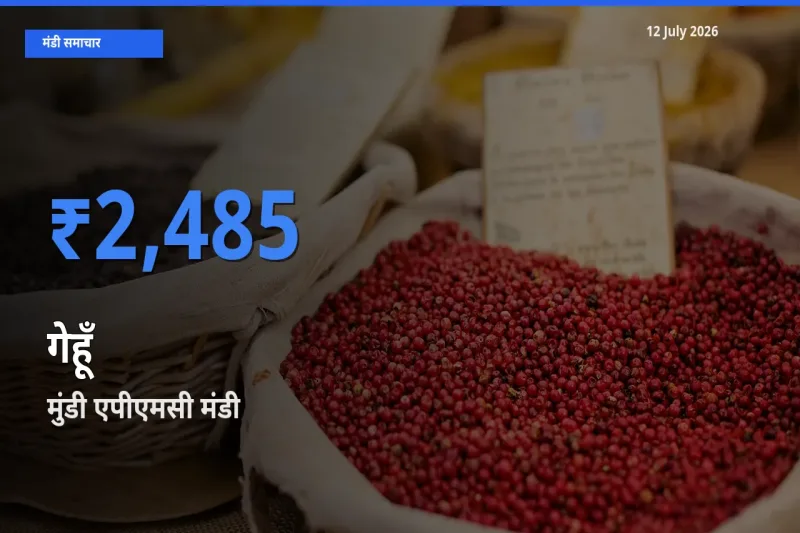 आज का मंडी भाव: गेहूँ के सबसे ज़्यादा दाम मुंडी एपीएमसी में