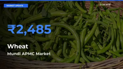 Mundi APMC Emerges as Top Mandi for Wheat Prices Today