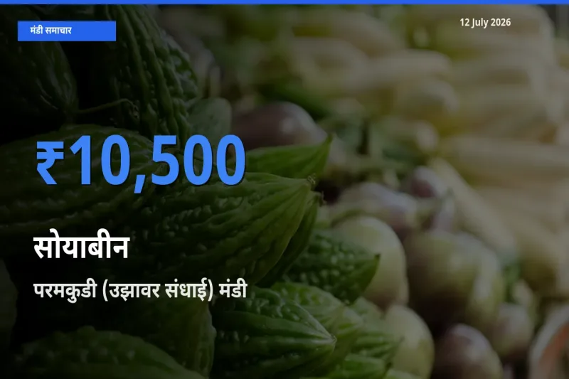 आज सोयाबीन के सबसे ज़्यादा दाम परमकुडी (उझावर संधाई) मंडी में दर्ज