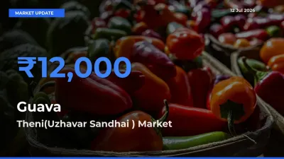Top Performer! Theni(Uzhavar Sandhai ) Offers Best Guava Price Today