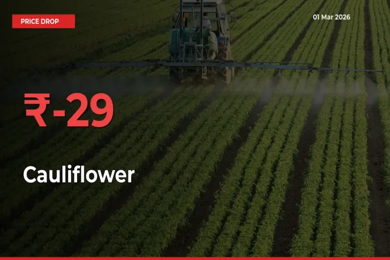 This Mandi Records 28.89% Fall in Cauliflower Prices