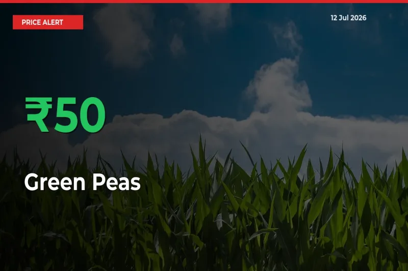 Farmers Cheer as Green Peas Prices Surge 49.8% in Local Mandis