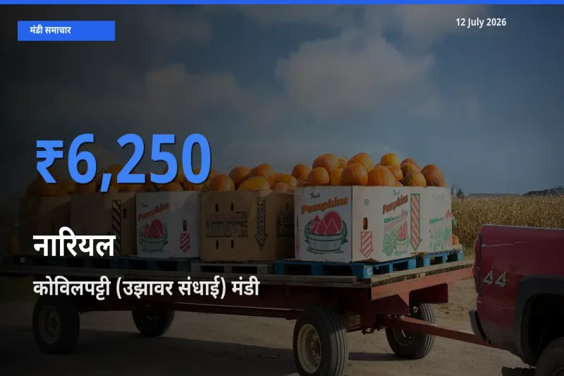 आज नारियल के सबसे ऊँचे दाम ₹6,250 कोविलपट्टी (उझावर संधाई) मंडी में