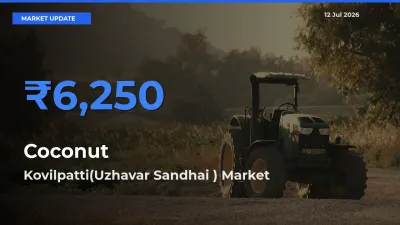 Kovilpatti(Uzhavar Sandhai ) Emerges as Top Mandi for Coconut Prices Today