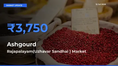 Market Watch: Rajapalayam(Uzhavar Sandhai ) Becomes Top Mandi for Ashgourd