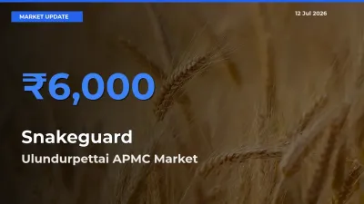 Ulundurpettai APMC Offers ₹6,000 – Highest Snakeguard Rate Today