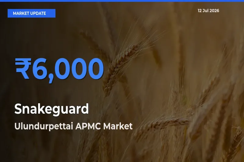 Ulundurpettai APMC Offers ₹6,000 – Highest Snakeguard Rate Today