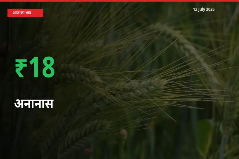 अनानास 17.98% उछला, मंडी