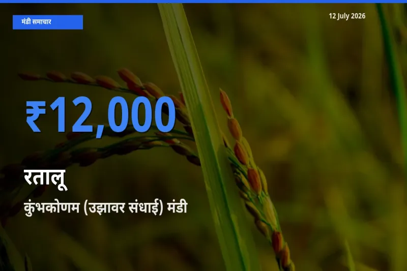 12 July अपडेट: रतालू के सबसे ऊँचे दाम कुंभकोणम (उझावर संधाई) मंडी में