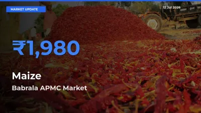 Babrala APMC Tops Maize Rates – July 12 Market Update