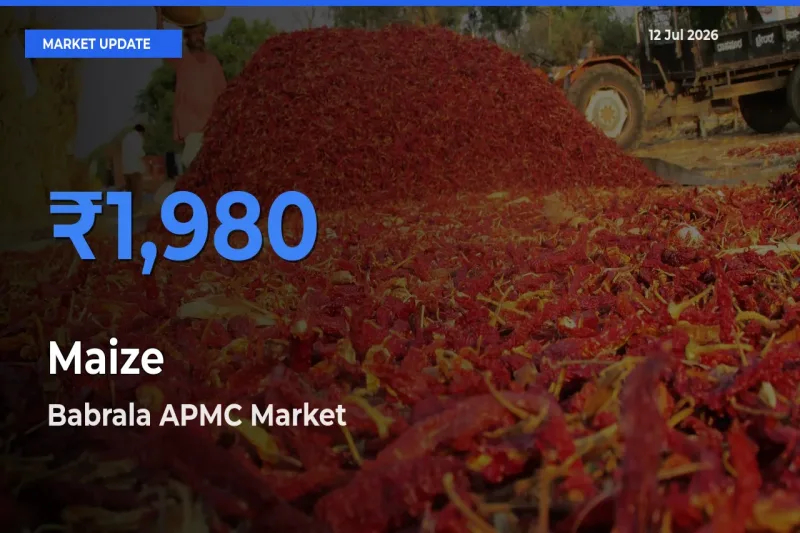 Babrala APMC Tops Maize Rates – July 12 Market Update
