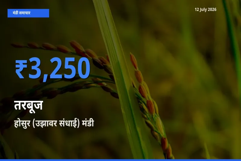 आज का मंडी भाव: तरबूज के सबसे ज़्यादा दाम होसुर (उझावर संधाई) में