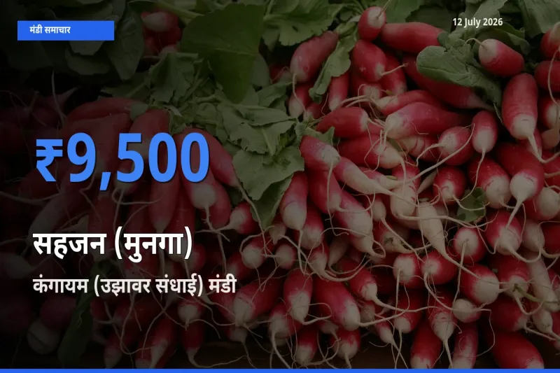 बाज़ार संकेत: कंगायम (उझावर संधाई) बना सहजन (मुनगा) के लिए आज की टॉप मंडी