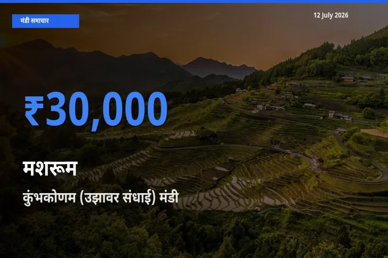 टॉप मंडी बना कुंभकोणम (उझावर संधाई)! मशरूम के सबसे ऊँचे दाम यहीं दर्ज