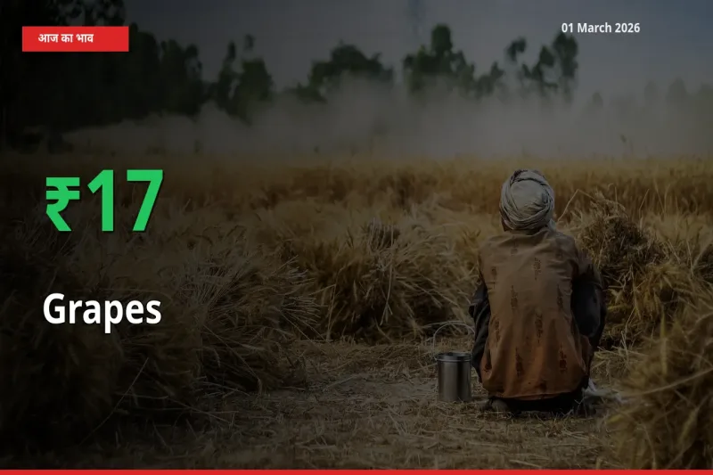 स्थानीय मंडी में Grapes के दाम अचानक 17.33% उछले, किसान सतर्क