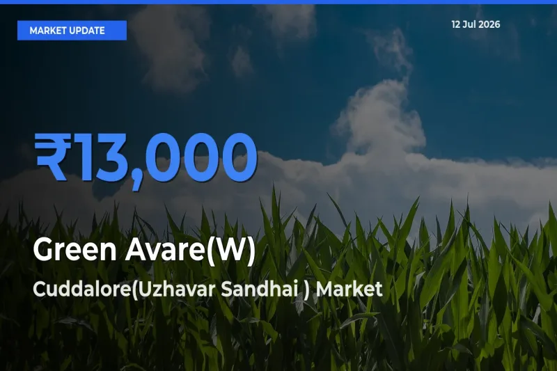 Cuddalore(Uzhavar Sandhai ) Offers ₹13,000 – Highest Green Avare(W) Rate Today