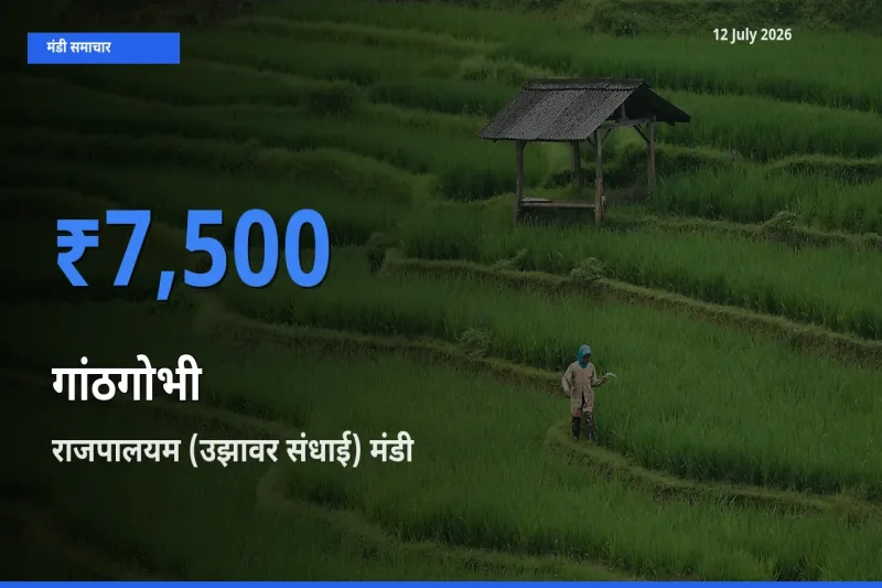 आज गांठगोभी के सबसे ज़्यादा दाम राजपालयम (उझावर संधाई) मंडी में दर्ज
