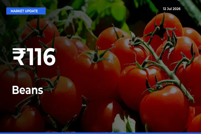 Beans Prices Trend Across 116+ Mandis – Market Direction Turns Clear