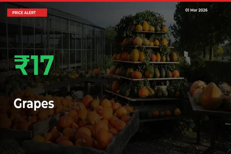 Grapes Prices Rise 17.33% in a Day at Major Mandis