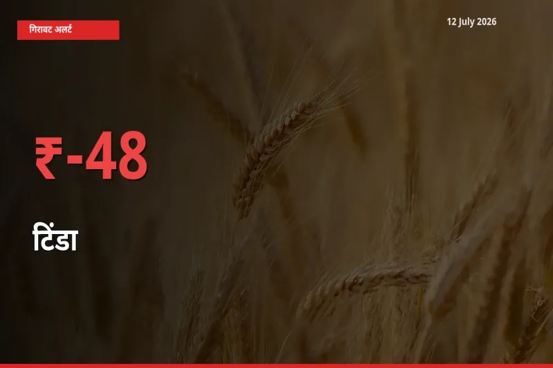 48.42% की गिरावट! मंडी में टिंडा के दाम अचानक टूटे