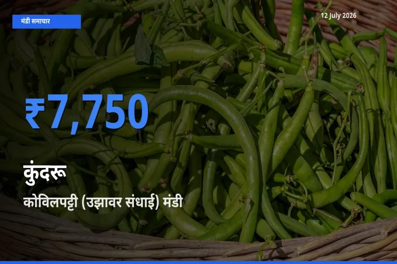 किसानों की पसंद बना कोविलपट्टी (उझावर संधाई), कुंदरू के सबसे अच्छे दाम
