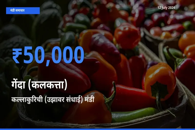 कल्लाकुरिची (उझावर संधाई) मंडी में गेंदा (कलकत्ता) ₹50,000 पर पहुँचा – आज का सर्वोच्च भाव