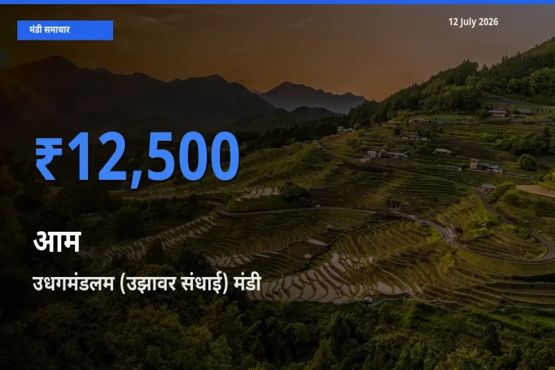 आज का मंडी भाव: आम के सबसे ज़्यादा दाम उधगमंडलम (उझावर संधाई) में