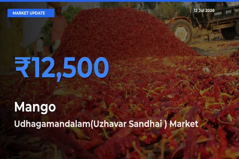 Top Performer! Udhagamandalam(Uzhavar Sandhai ) Offers Best Mango Price Today