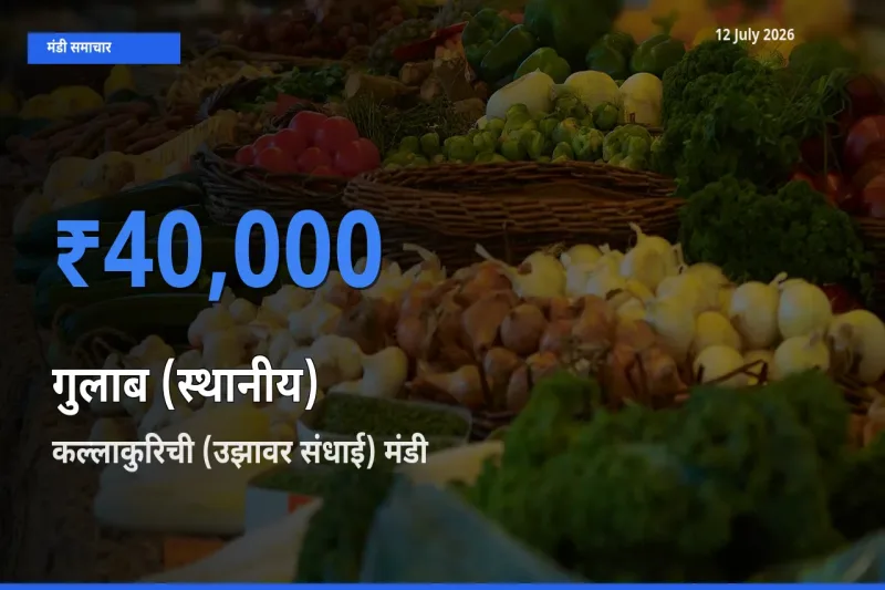 कल्लाकुरिची (उझावर संधाई) मंडी में आज गुलाब (स्थानीय) के सबसे ऊँचे दाम दर्ज