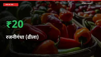रजनीगंधा (ढीला) के दाम प्रमुख मंडी में 20.27% बढ़े, 24 घंटे में बड़ा बदलाव