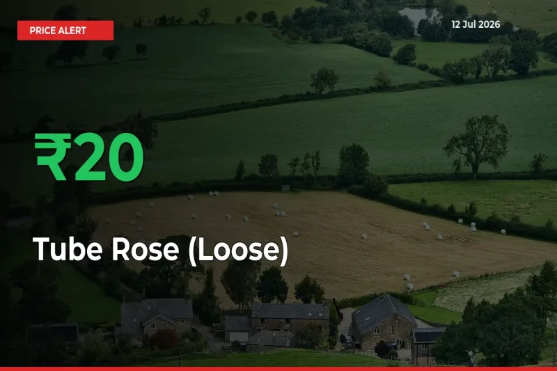 Big Rally! Tube Rose (Loose) Climbs 20.27% in 24 Hours at Top Mandis