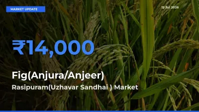 Fig(Anjura/Anjeer) Mandi Rate Today: Rasipuram(Uzhavar Sandhai ) Tops the List