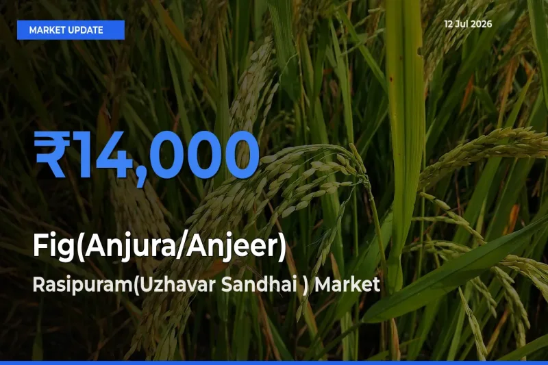 Fig(Anjura/Anjeer) Mandi Rate Today: Rasipuram(Uzhavar Sandhai ) Tops the List