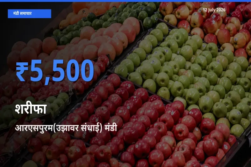 12 July अपडेट: शरीफा के सबसे ऊँचे दाम आरएसपुरम(उझावर संधाई) मंडी में