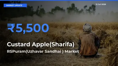 RSPuram(Uzhavar Sandhai ) Tops Custard Apple(Sharifa) Mandi Rates Today