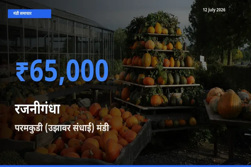 परमकुडी (उझावर संधाई) मंडी में आज रजनीगंधा के सबसे ऊँचे दाम दर्ज