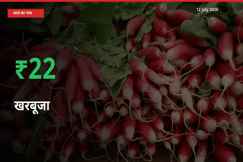 आज का मंडी भाव: खरबूजा के दाम मंडी में 21.87% ऊपर