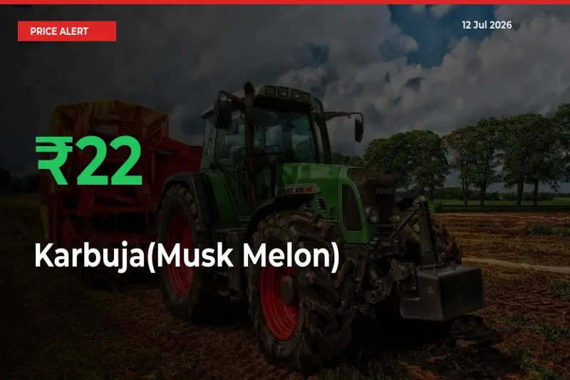 Karbuja(Musk Melon) Mandi Rate Today: Prices Jump 21.87% at Market