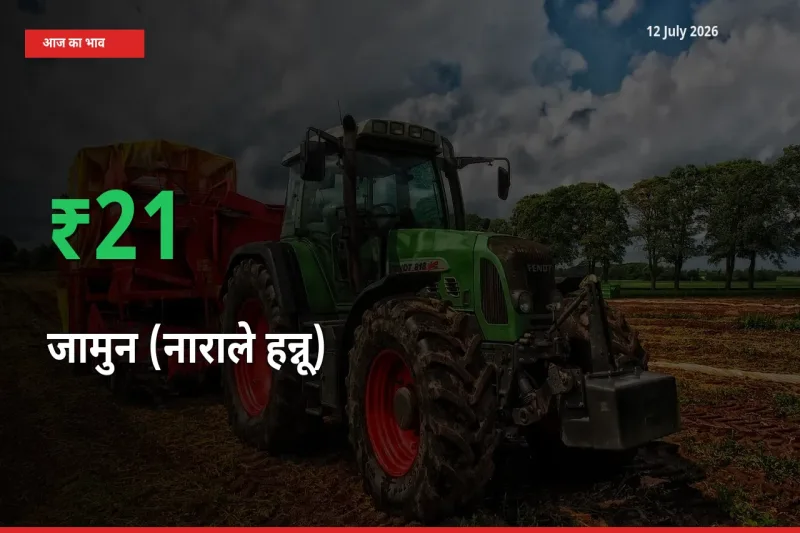 12 July अपडेट: जामुन (नाराले हन्नू) के दाम मंडी में 21.04% उछले
