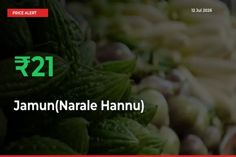 Big Rally! Jamun(Narale Hannu) Climbs 21.04% in 24 Hours at Top Mandis