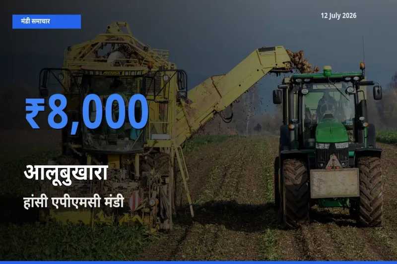 हांसी एपीएमसी मंडी में आलूबुखारा ₹8,000 पर पहुँचा – आज का सर्वोच्च भाव